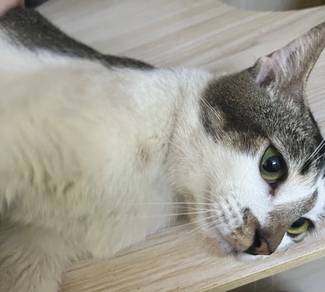 cat open Adoption