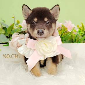 Shiba inu
