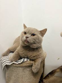BSH Adoption