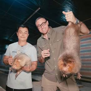 Tikus Buloh Bamboo Rat 