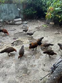 ayam hutan