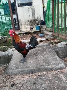 ayam hutan