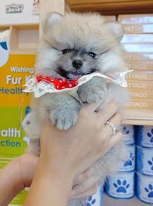 Pomeranian