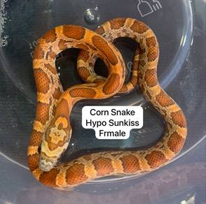 Corn snake
