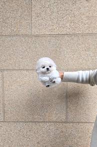 Mini Bichon Frise 001