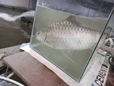 忘不了 Empurau Fish