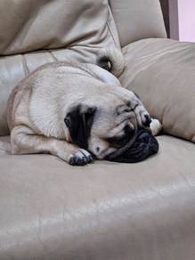 Adorable Pug for Sale 🐶