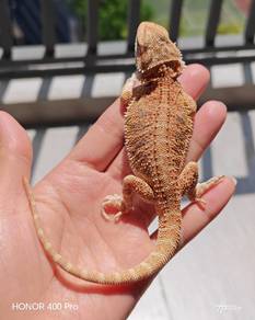 Bearded Dragon 