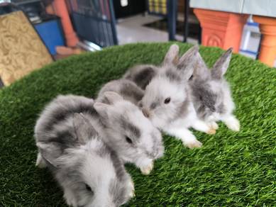 anak arnab Rabbit mix² TD