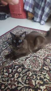 siamese british