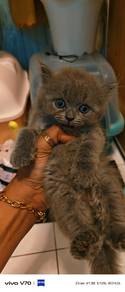 bsh dan blh  mix mak bsh bapa blh 2 bulan