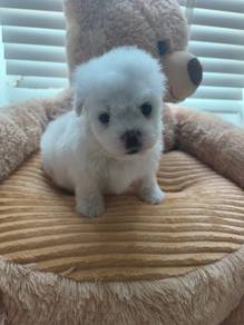 Bichon x Pom 
