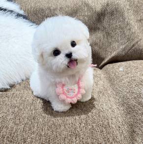 Bichon Frise B02  China Bichon Male puppy