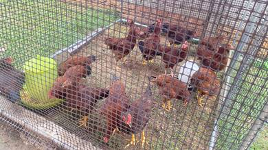 RIR Rhode Island Red