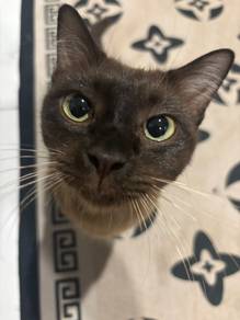 Cat for adoption