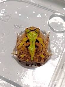Surinam Horned Pacman Frog / Katak