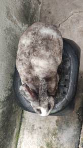 Arnab Minirex Jantan