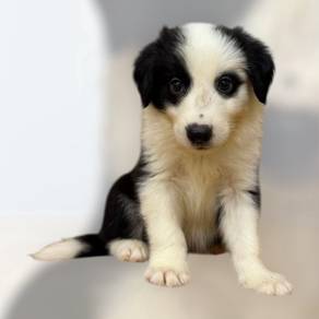 Border collie male special marking