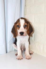 J0643 Beagle Lovely Short Coat Companion Puppy