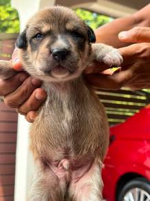 Puppy 