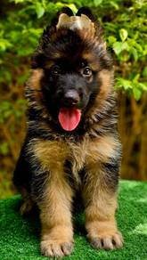 GERMAN SHEPHERD PUPPIES GSD169 🐻 Good structure