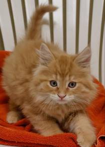 Orange Female Persian Mainecoon Kitten