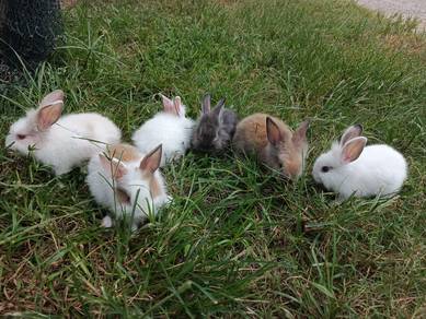 Arnab Mix