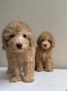 Maltipoo 