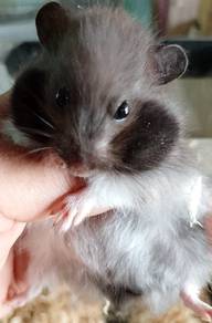 hamster syrian long hair
