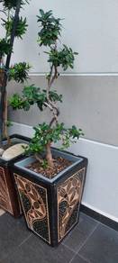 Bonsai Plant