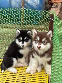 Husky
