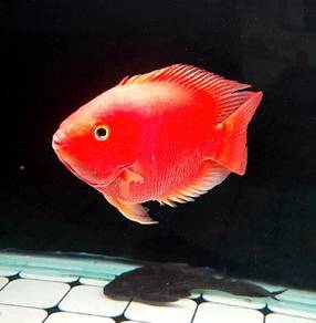 Red Parrot Short Body