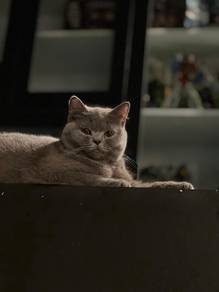 Female BSH British Short Hair 1y+