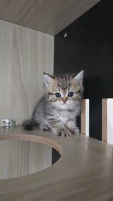 BSH Female