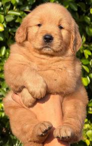 Golden retriever 8