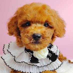 Toy Poodle