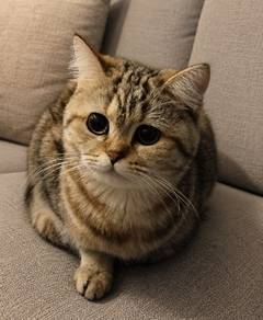 British Short Hair BSH (Golden Shaded)