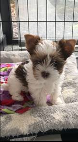 Cuddlesome Silkese Maltese Yokie Silkese Puppy Dog