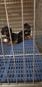 Waterpark Dachshund