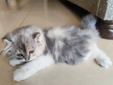 Kucing Betina Baka American curl + BLH