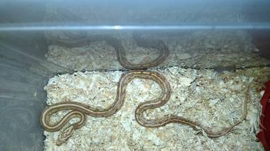 cornsnake butter tessera (male) 