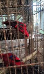 Burung red lorikeet Pair siap lesen