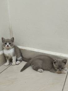 bsh kitten comel 