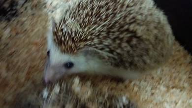 hedgehog 2 ekor 