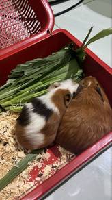 guinea pig