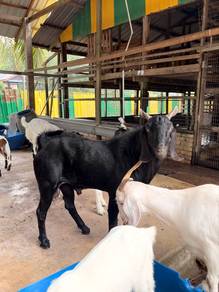Kambing Kandang Hitam Baka Pakistan