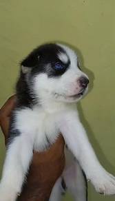 husky blue eyes cute