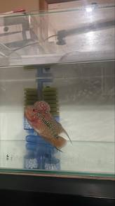 ikan flowerhorn dpt sekali aquarium