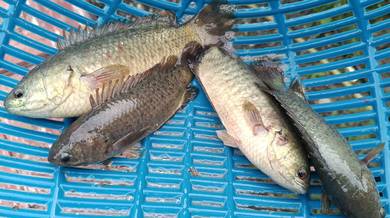 ikan puyu