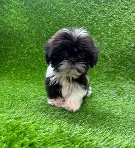 Shih tzu 